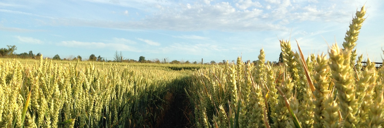 Crop momentum