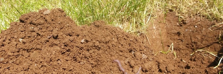 Soil