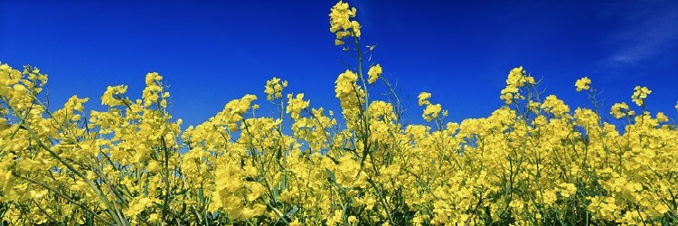 OSR crop