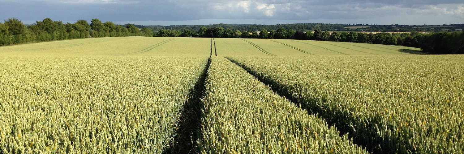 Wheat Tramlines