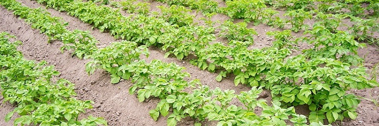 Potato field