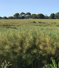 Record breaking oilseed rape crop from Australia