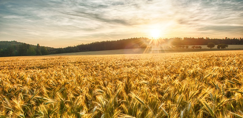 Barley sunset