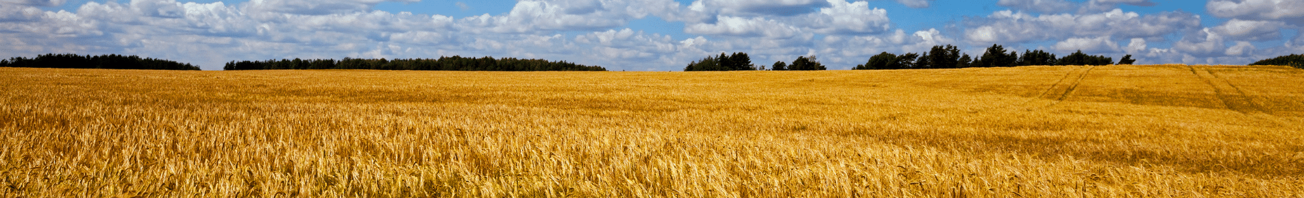 Arable field