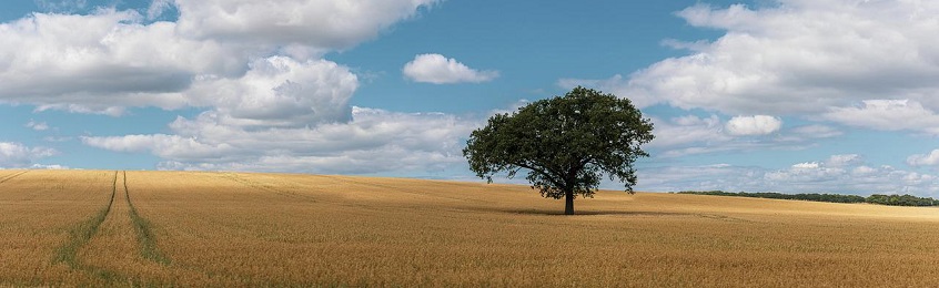 Tree in field