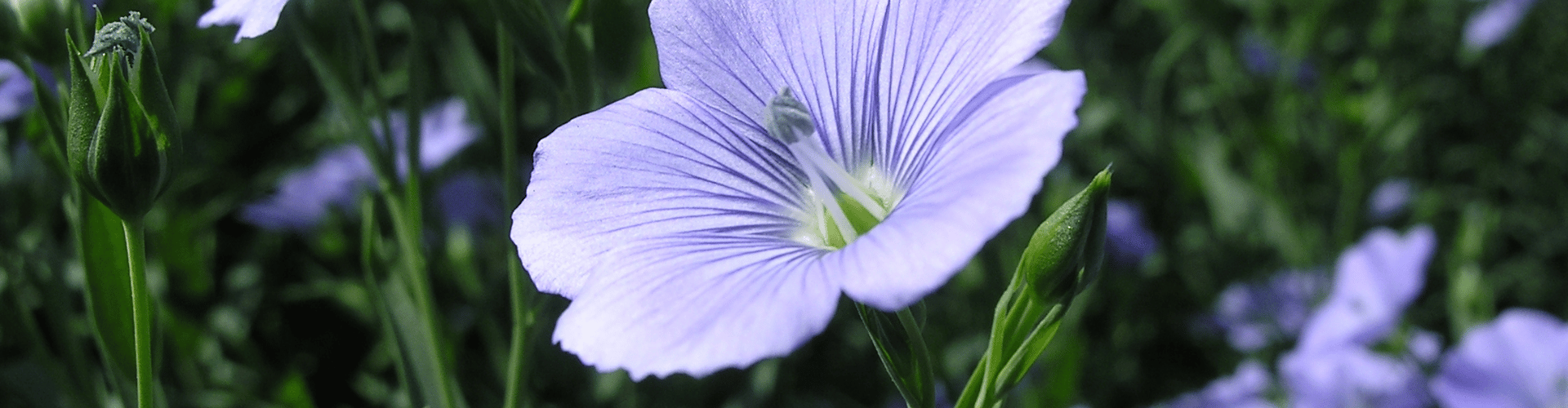 Linseed flower