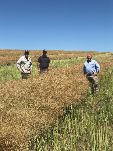 Australia Oilseed Rape Crop Record