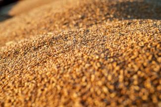Grain